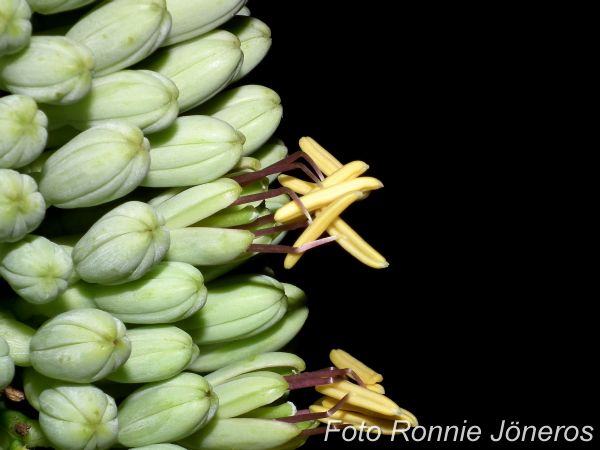 Agave victoria regina